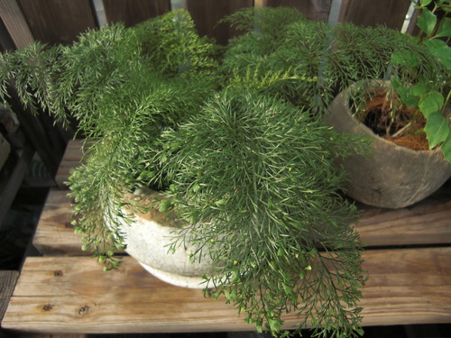 寄植え フラワーガーデン花音 寄植え フラワーガーデン花音