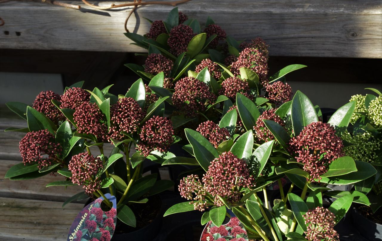 スキミア フラワーガーデン花音