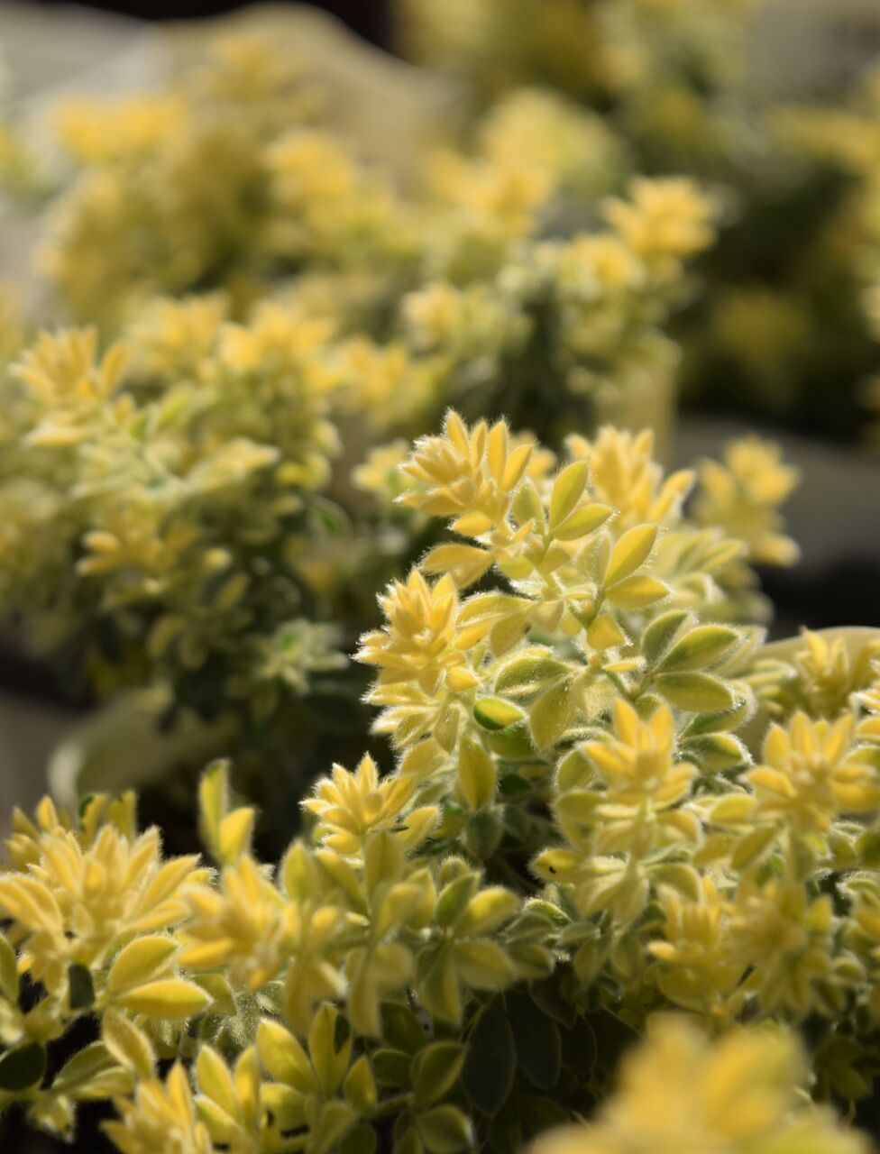 柔らかい雰囲気のリーフ フラワーガーデン花音