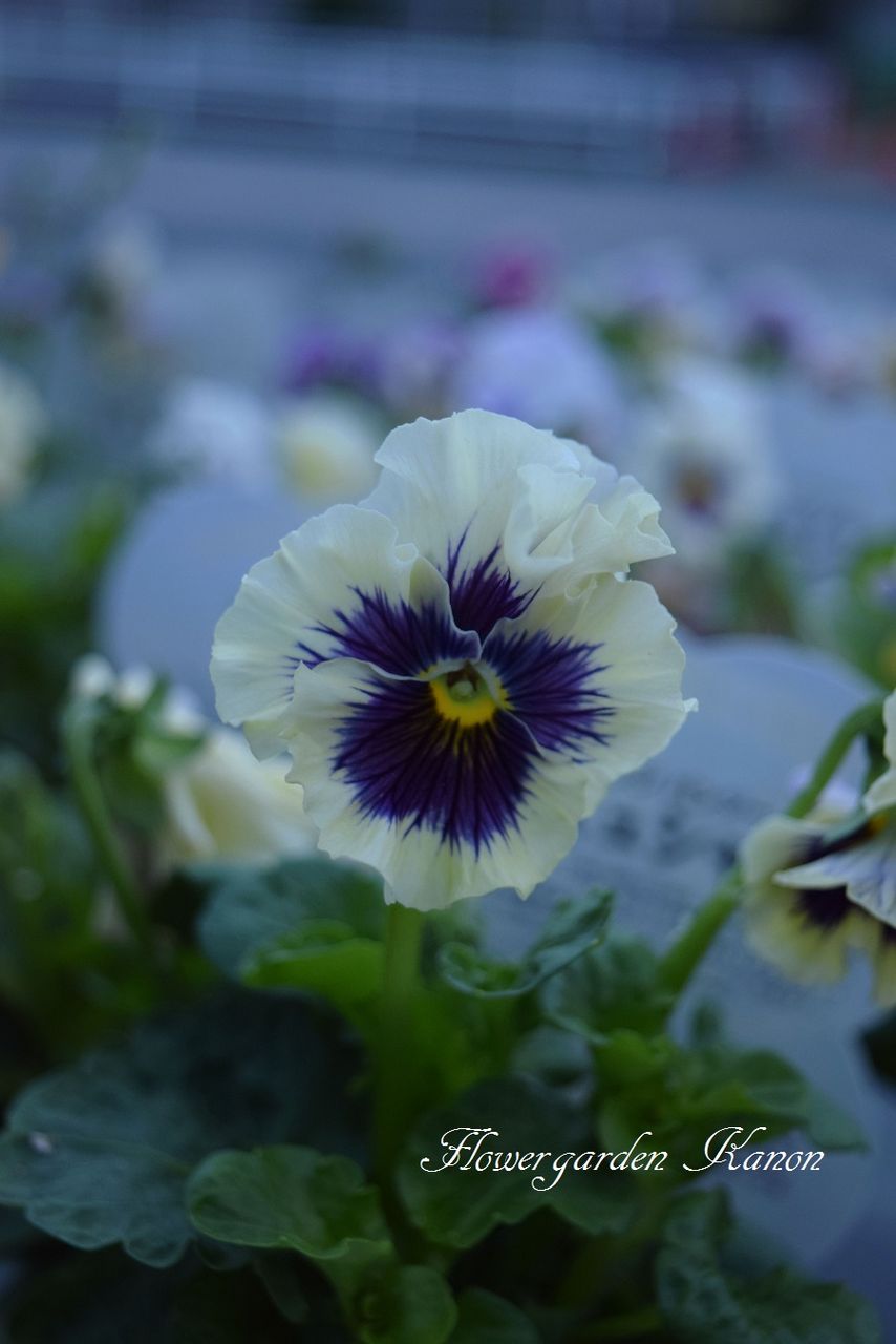 フリンジパンジー ミュシャ フラワーガーデン花音