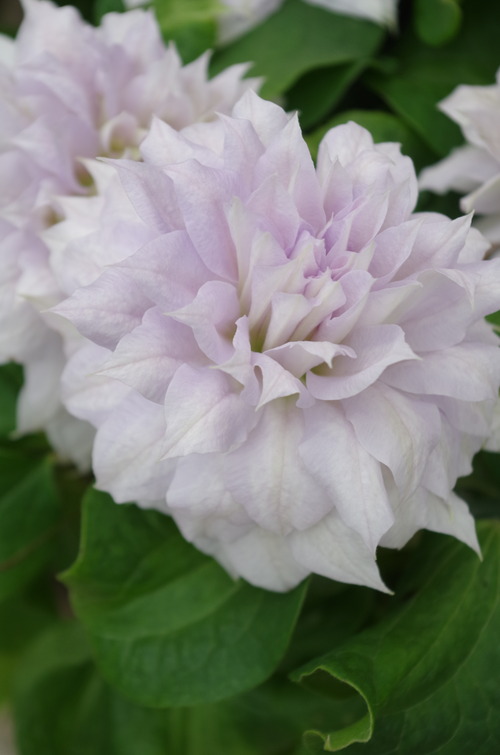 IMGP0829