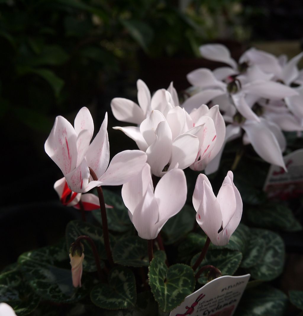 朝日の中で フラワーガーデン花音