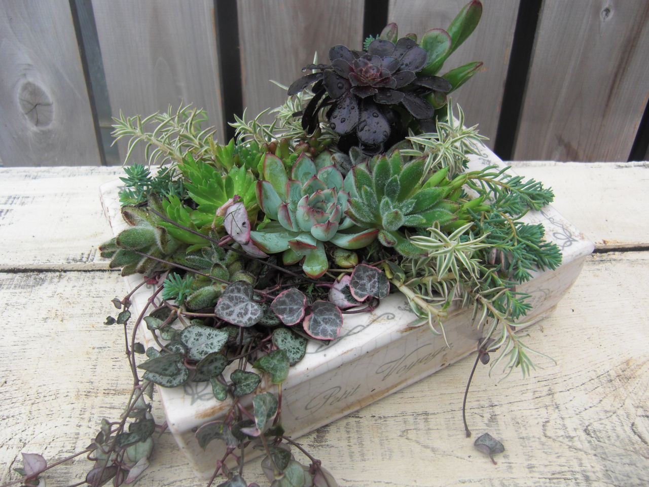 ケサランパサラン ケセラセラ…！！ : フラワーガーデン花音