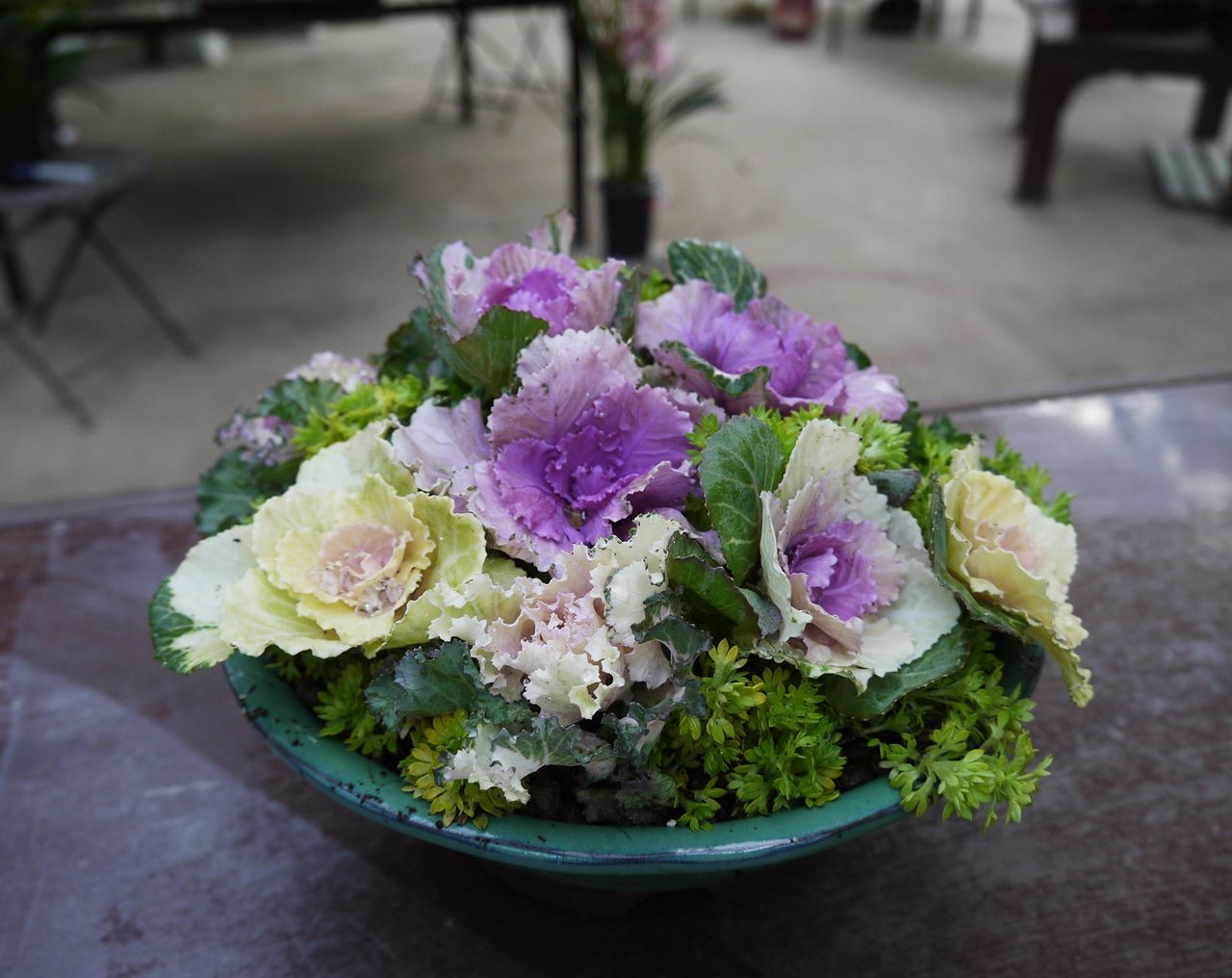 真冬のカラーリーフ フラワーガーデン花音