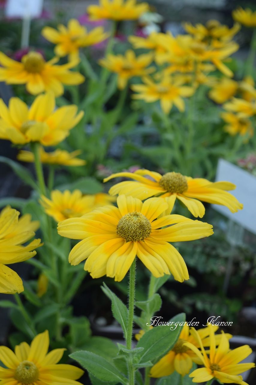 夏を楽しみましょう フラワーガーデン花音 夏を楽しみましょう フラワーガーデン花音