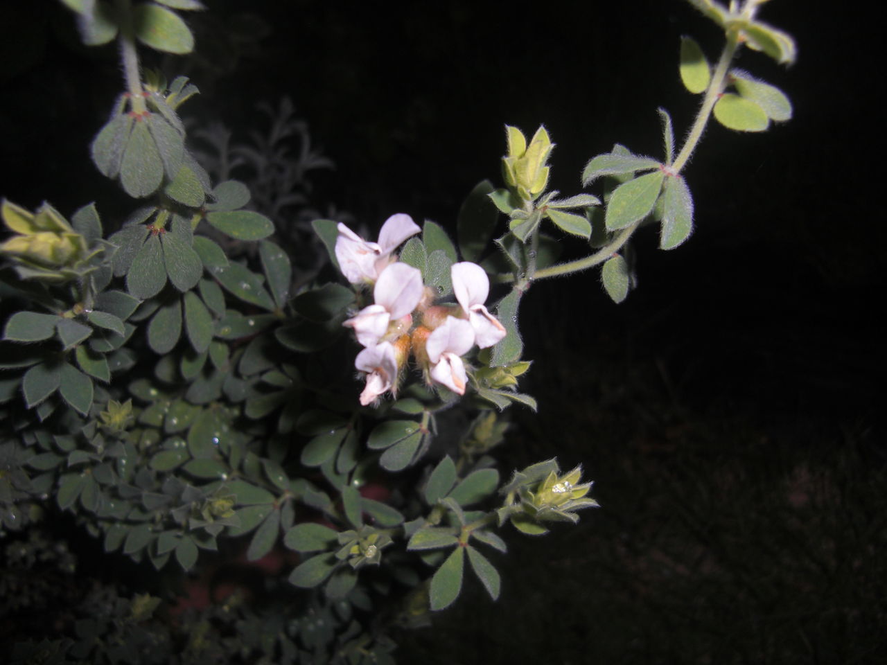 虫食いのある木はありませんか フラワーガーデン花音 虫食いのある木はありませんか フラワーガーデン花音