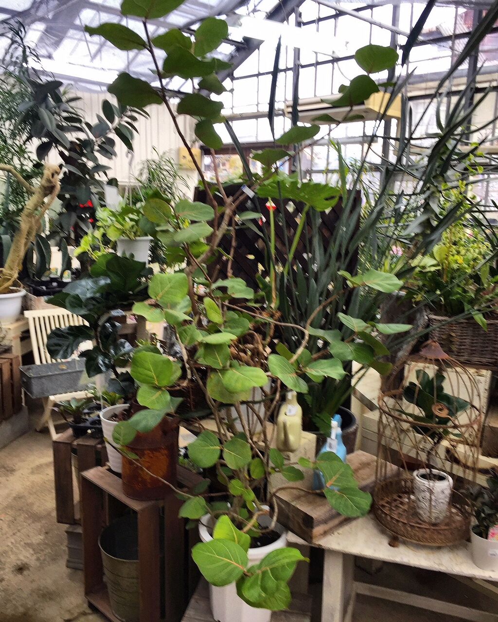観葉植物 フラワーガーデン花音 観葉植物 フラワーガーデン花音