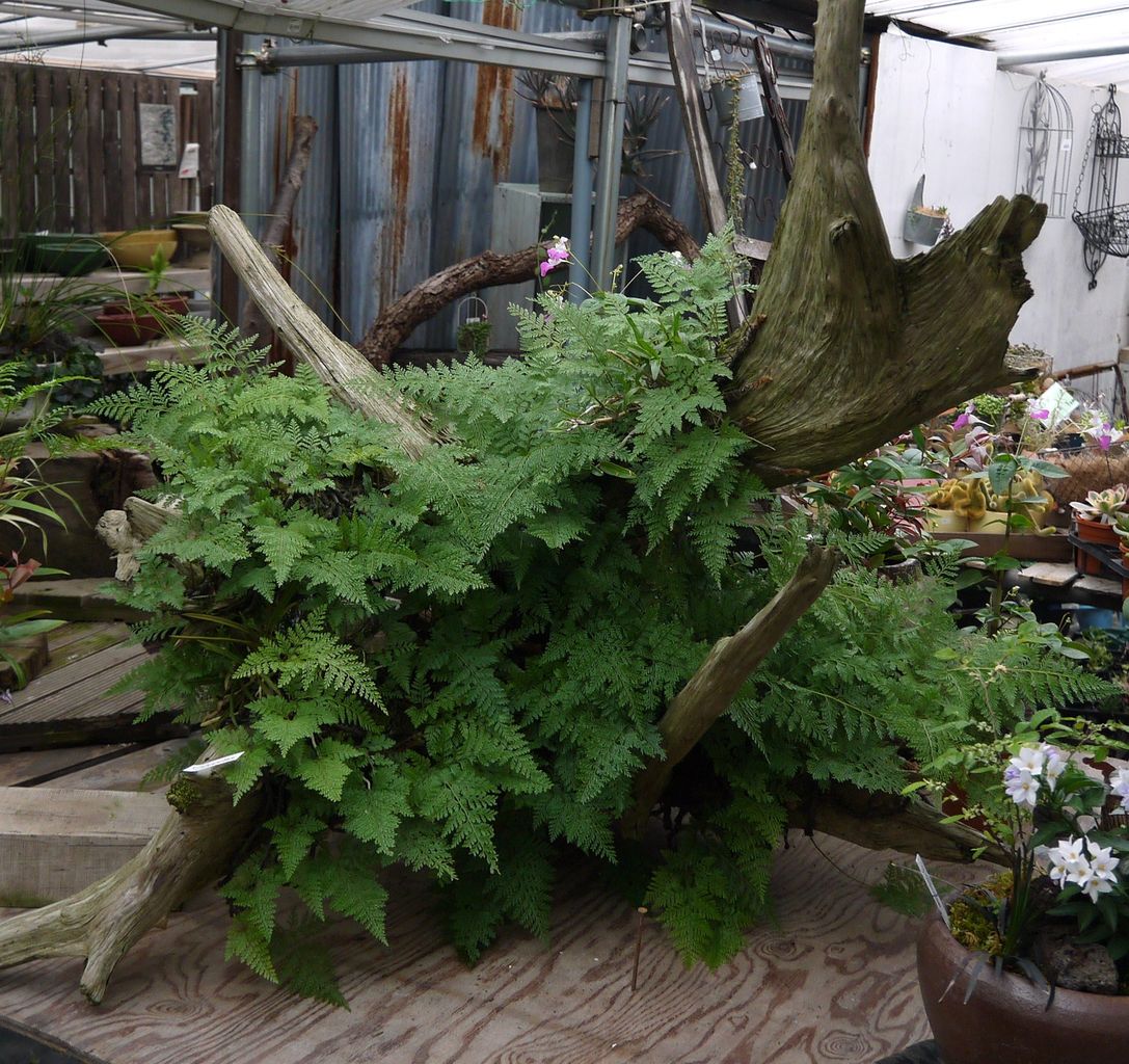 観葉植物 増えて来ました フラワーガーデン花音