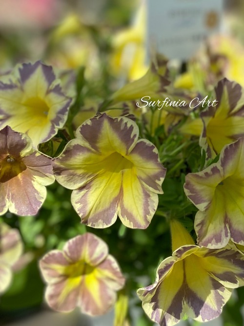 F88BDB07-E4DC-4C49-8AE6-81A38673A6D4