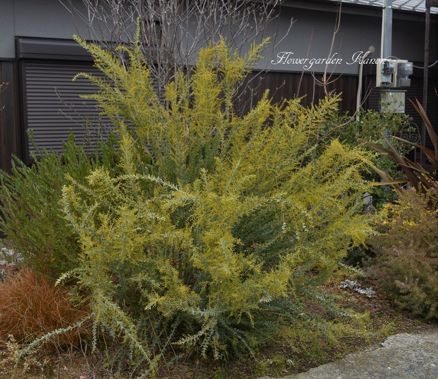 18年03月 フラワーガーデン花音