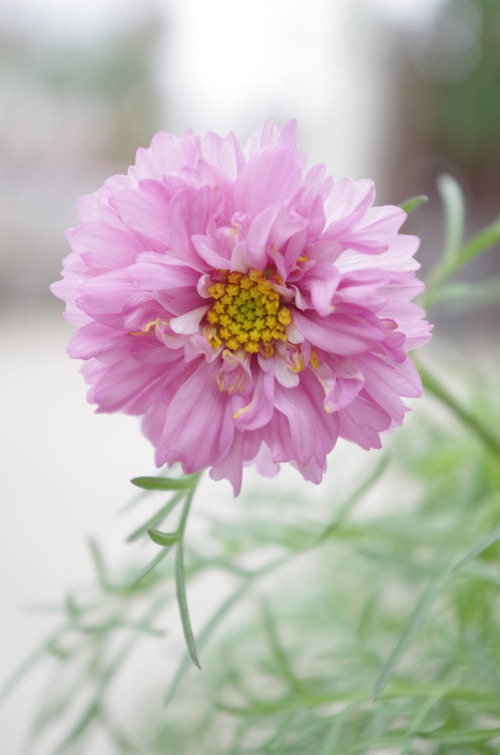 IMGP7932