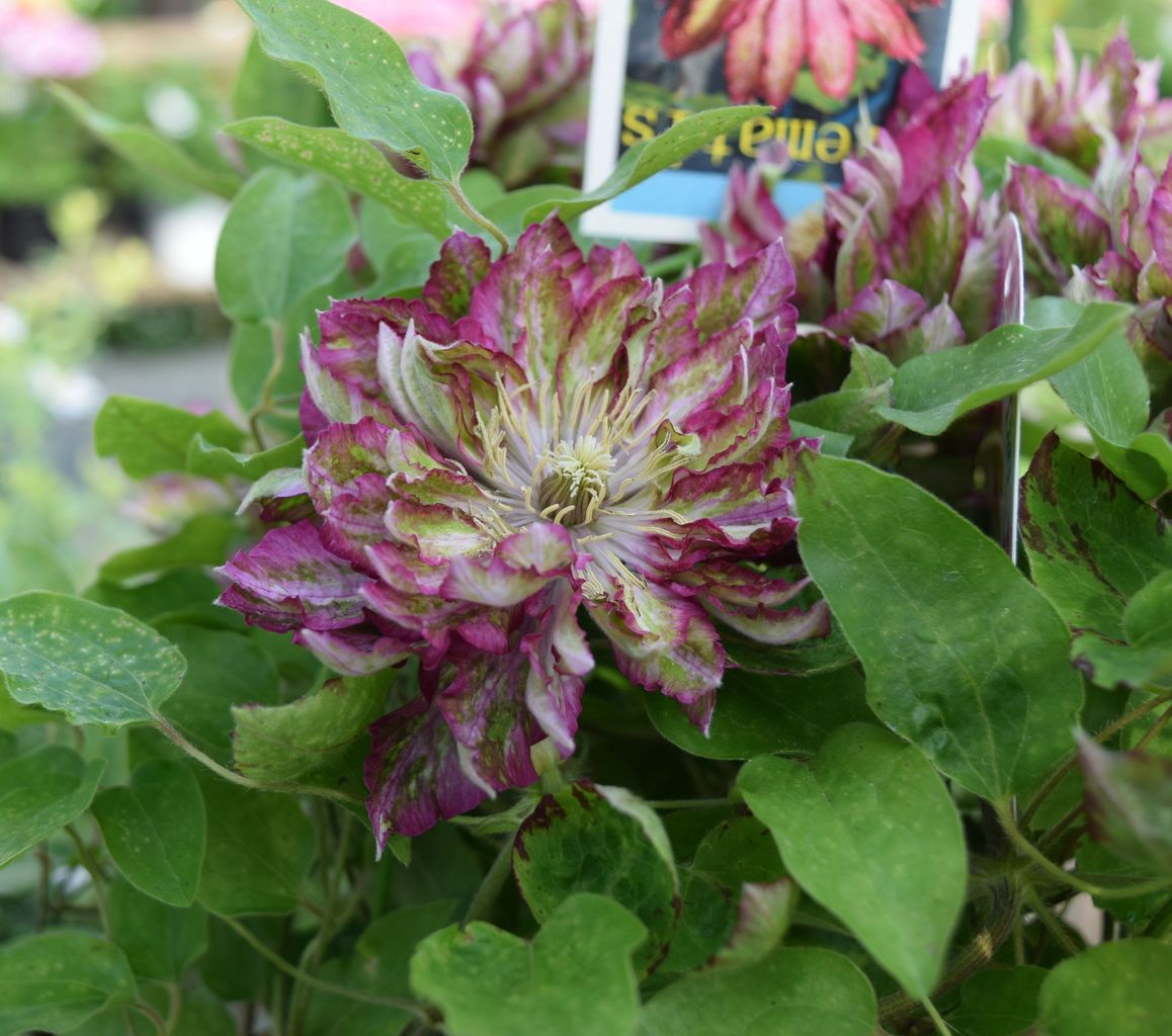 クレマチス フラワーガーデン花音