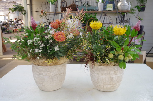 トヨダblog フラワーガーデン花音