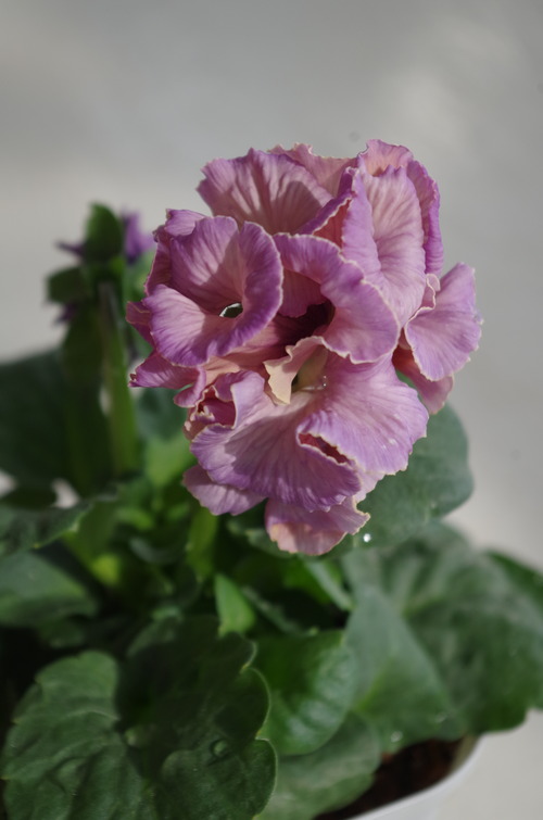IMGP8510