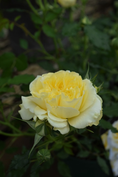 DSC_1904