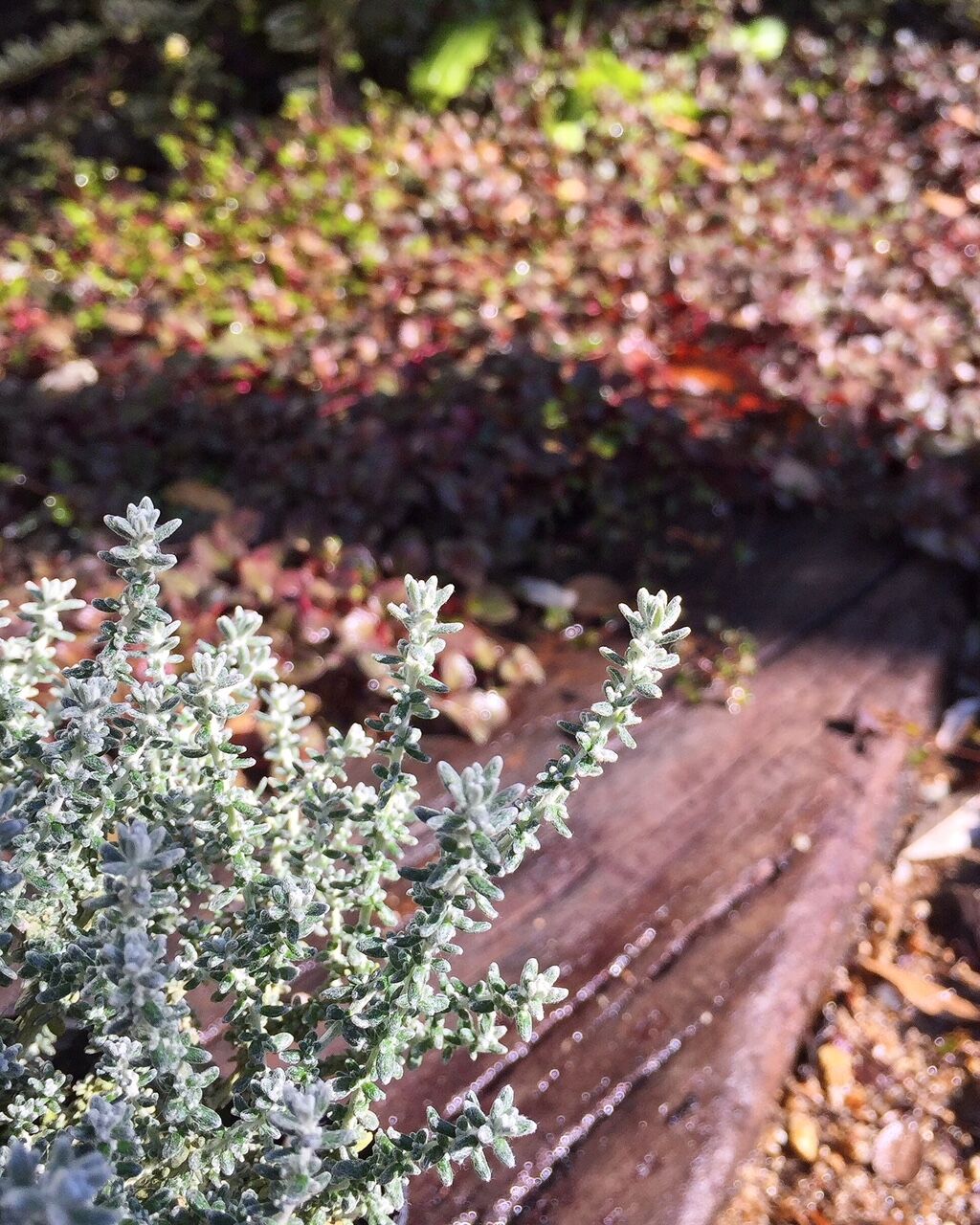 花音って シルバーリーフ多くねっ ｗ フラワーガーデン花音