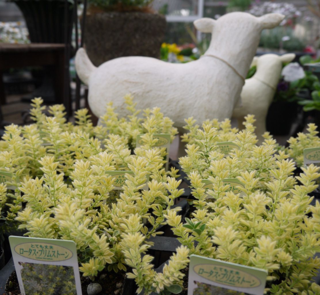 暑さ寒さに強い花とリーフ フラワーガーデン花音