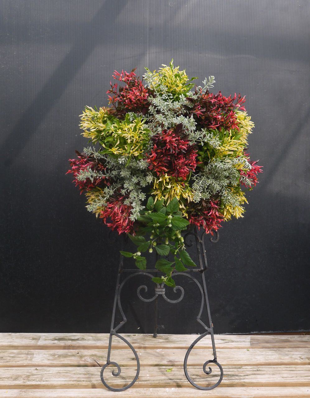 アキランサスのハンギング フラワーガーデン花音