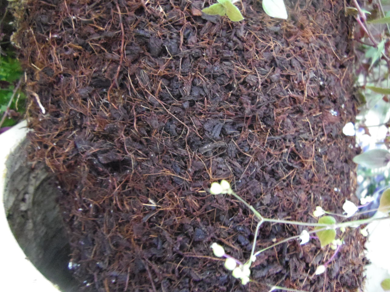 ギャザリング ベラボンの根張りのよさ フラワーガーデン花音