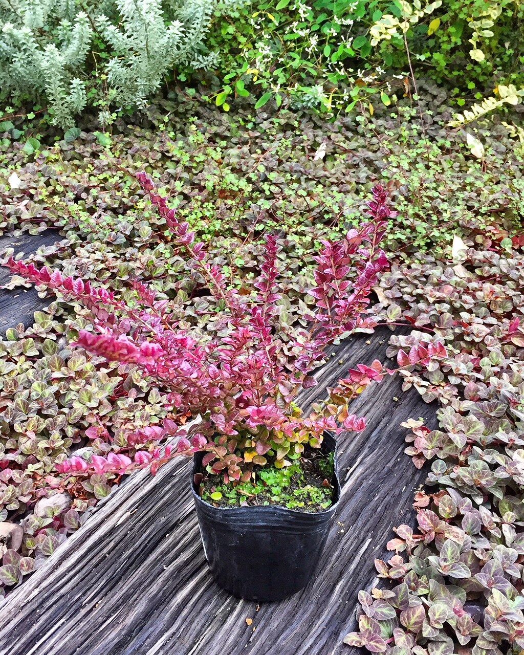 常緑低木 フラワーガーデン花音