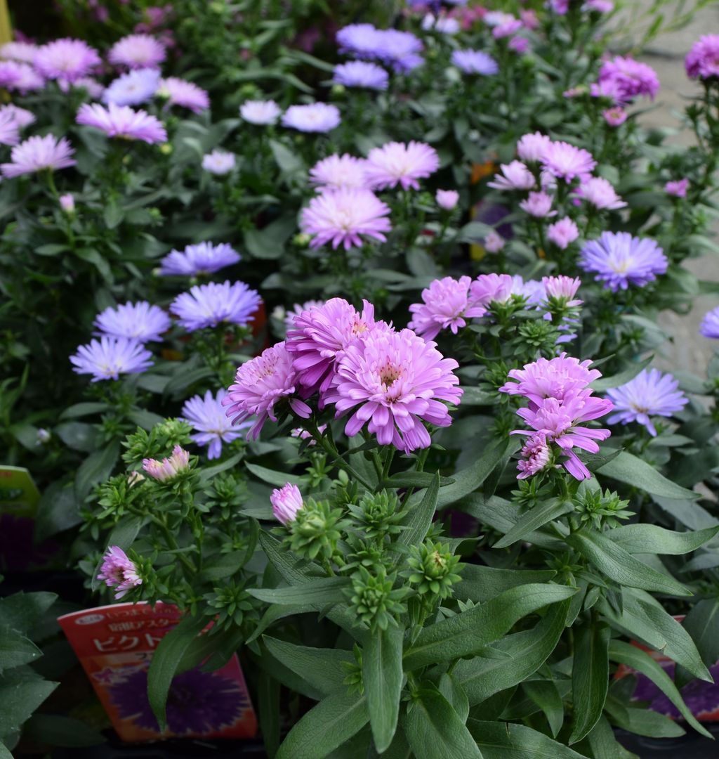 秋の花が フラワーガーデン花音