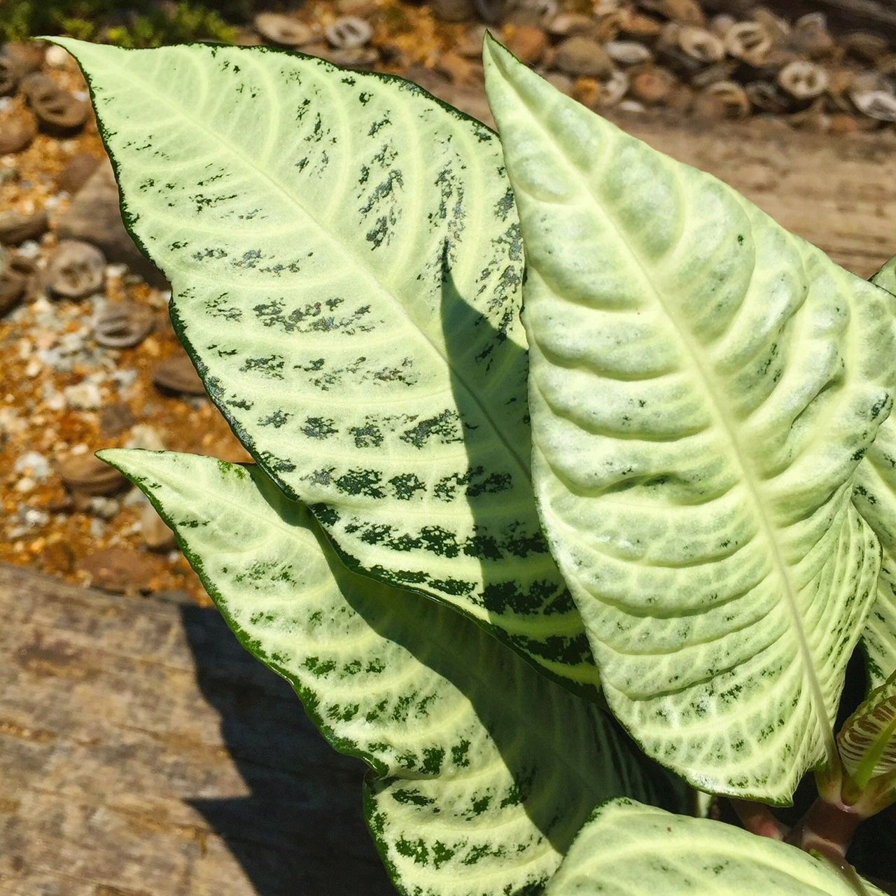 リーフ フラワーガーデン花音