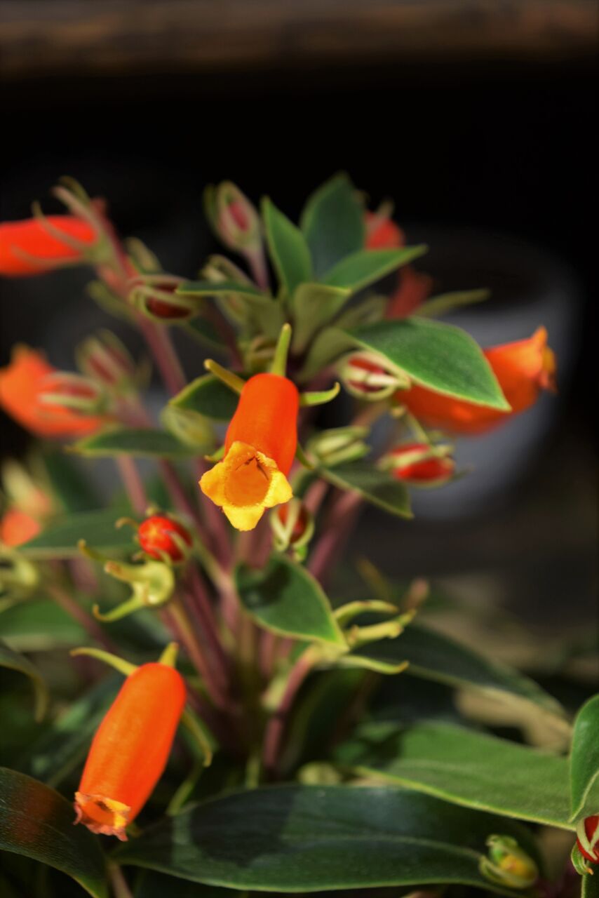 コウシュンカズラ フラワーガーデン花音