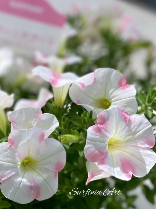 26C32CEA-3E30-43D8-B1E7-8C39A193779B