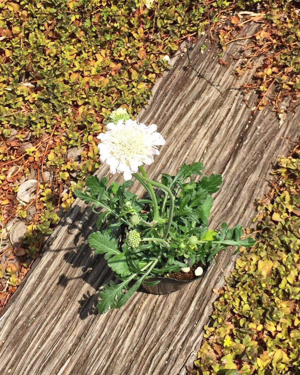 白ときどき桃 White Flowers 2 フラワーガーデン花音