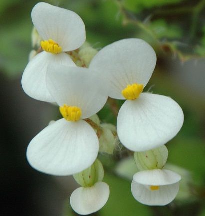 タイガー　花