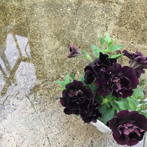 92D03264-92F8-43F7-AE1F-7AF6706AE365