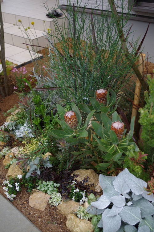 IMGP0915