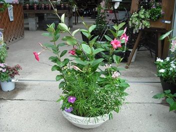 マンデビラで夏の寄せ植え フラワーガーデン花音