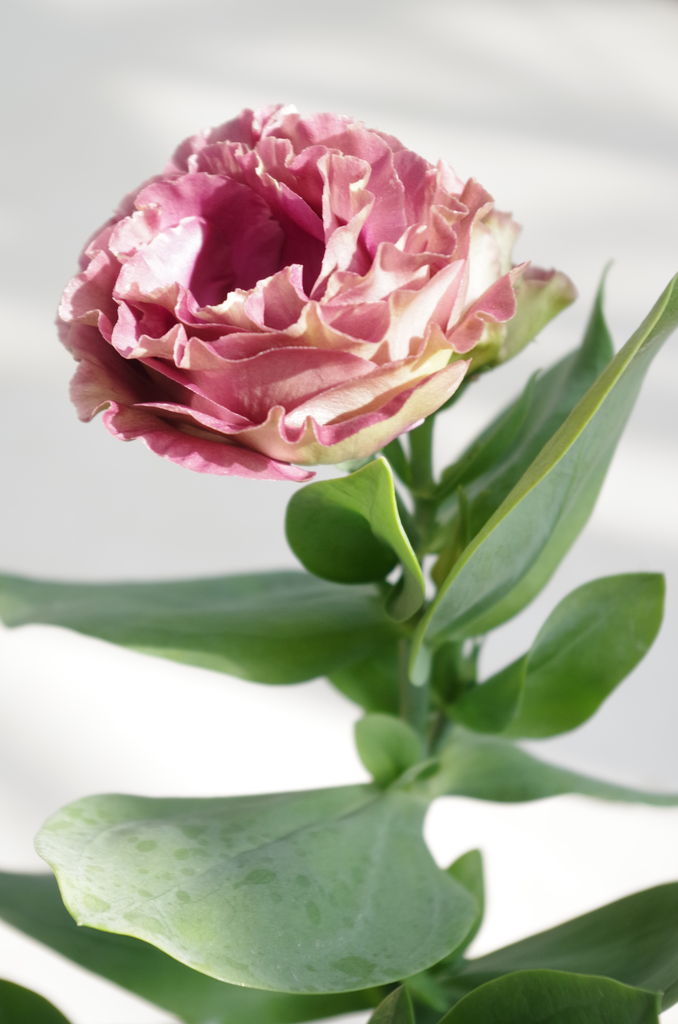 凸凹珍道中 幕張メッセでデモンストレーション Fajトレードフェア 新作植物も フラワーガーデン花音