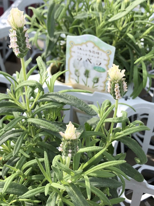 0808F2A0-7411-4FD5-ADD0-D360B68A4BFC