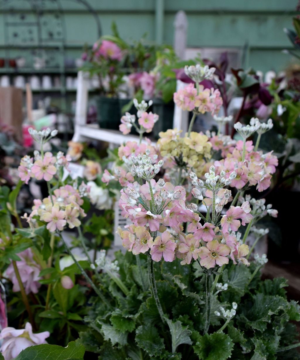 ウィンティ ピーチ フラワーガーデン花音