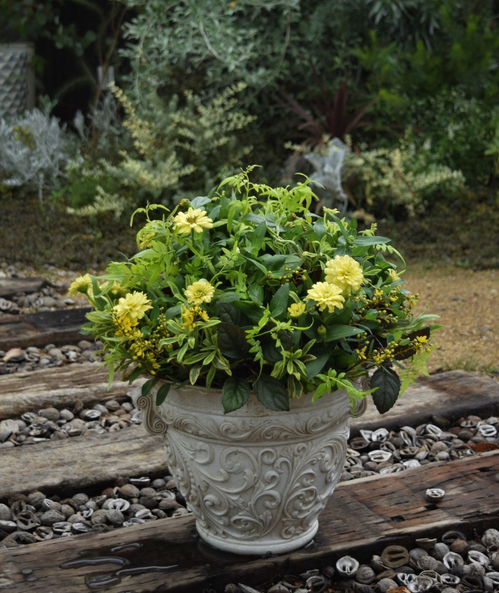 黄色いジニアでギャザリング フラワーガーデン花音