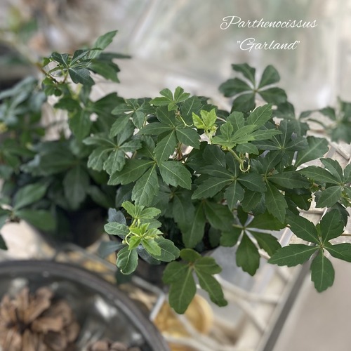 C8DE89B8-7480-4EE7-96F9-39584E5EF5BC