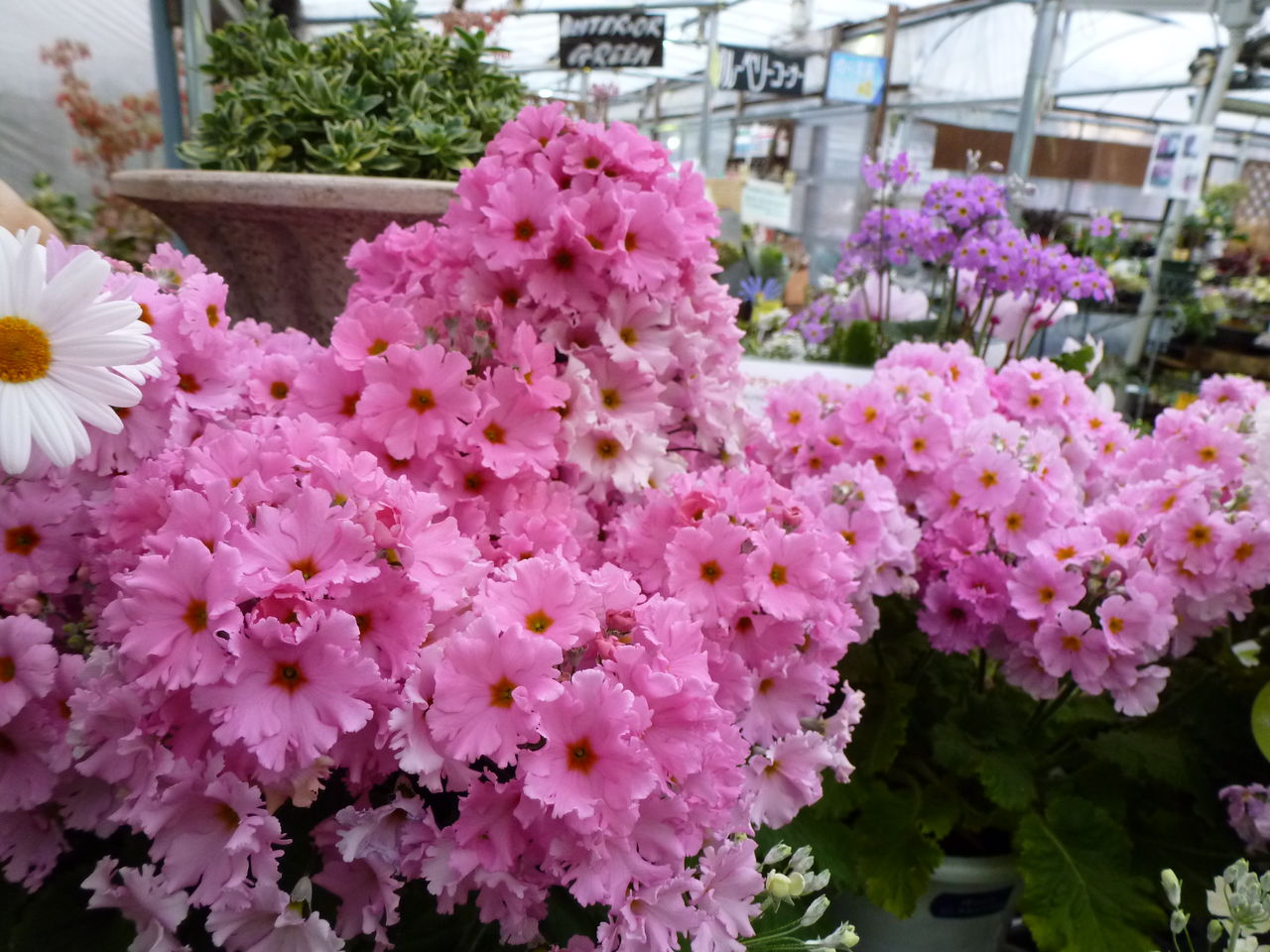 サクラソウの仲間 フラワーガーデン花音