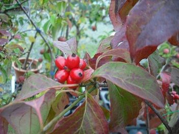 DSCF1497 55