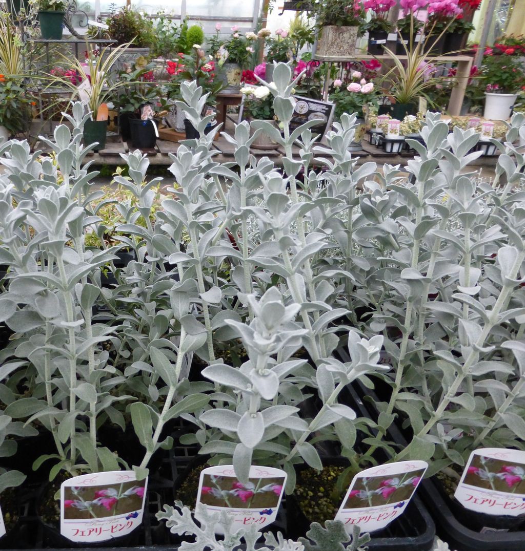 シルバーリーフ フラワーガーデン花音