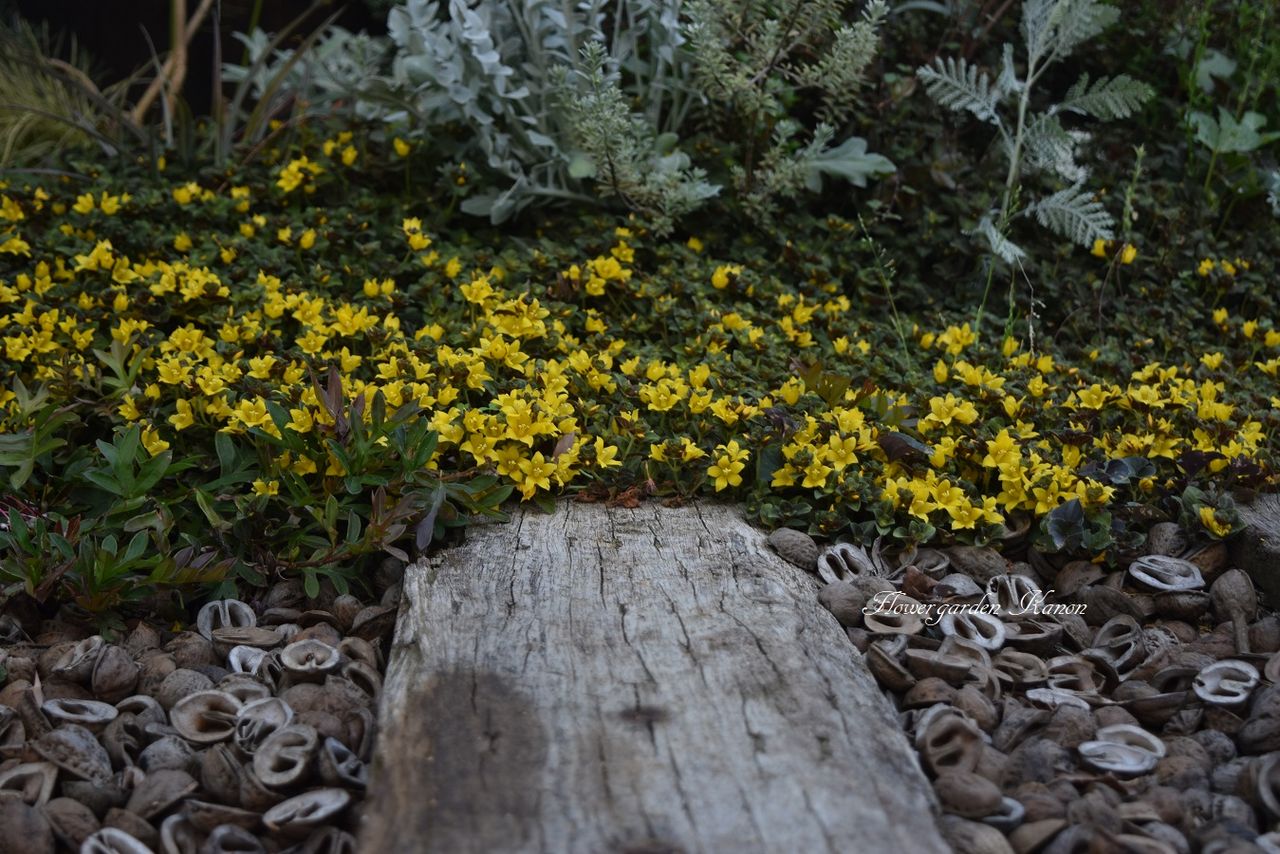 花音で足元を見てみれば フラワーガーデン花音