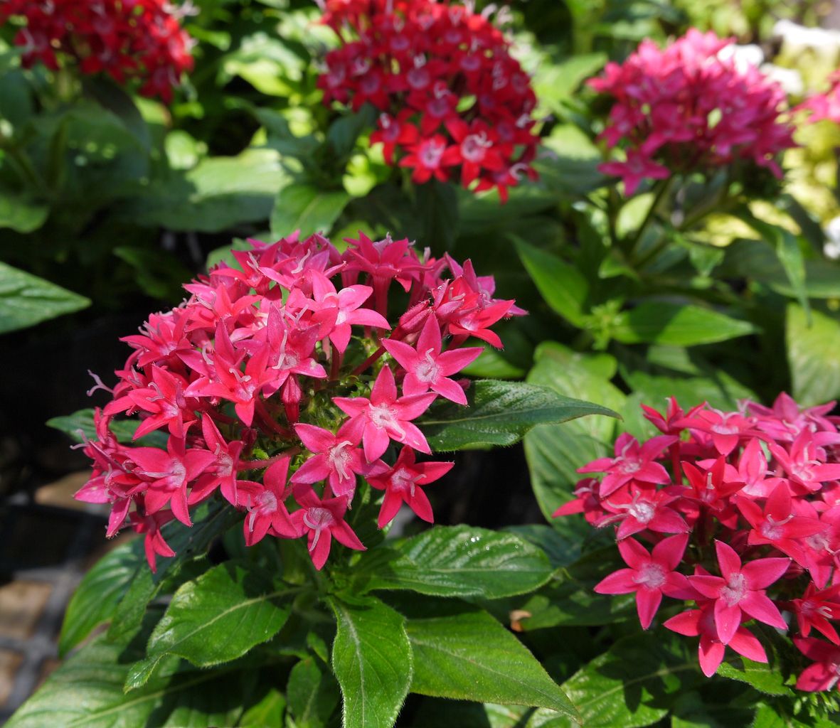 ペンタス フラワーガーデン花音 ペンタス フラワーガーデン花音