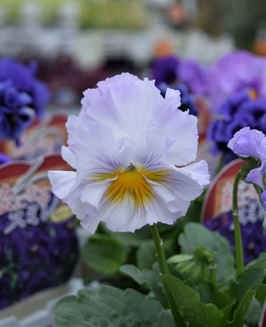 パンジー フラワーガーデン花音