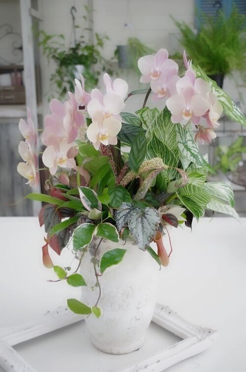 トヨダblog フラワーガーデン花音 トヨダblog フラワーガーデン花音