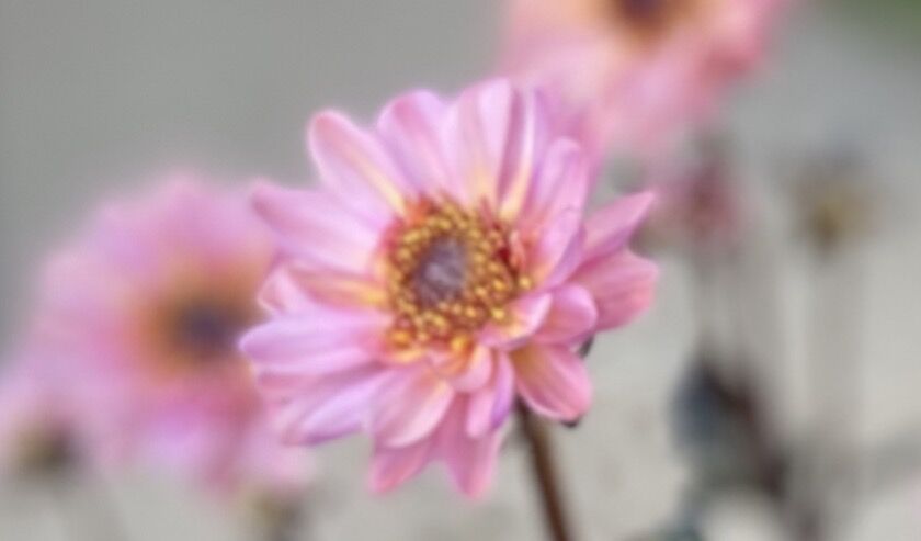 秋めいてきた フラワーガーデン花音