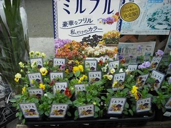 ミルフル 神戸ビオラ入荷 フラワーガーデン花音 ミルフル 神戸ビオラ入荷 フラワーガーデン花音