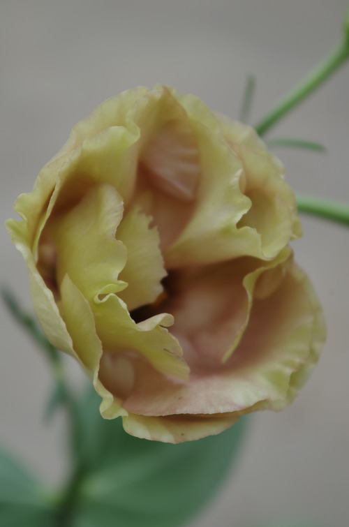 IMGP7789
