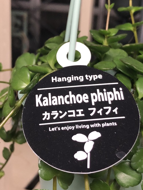 C2D78B5A-FA58-4BD0-8B38-7E08D5217099