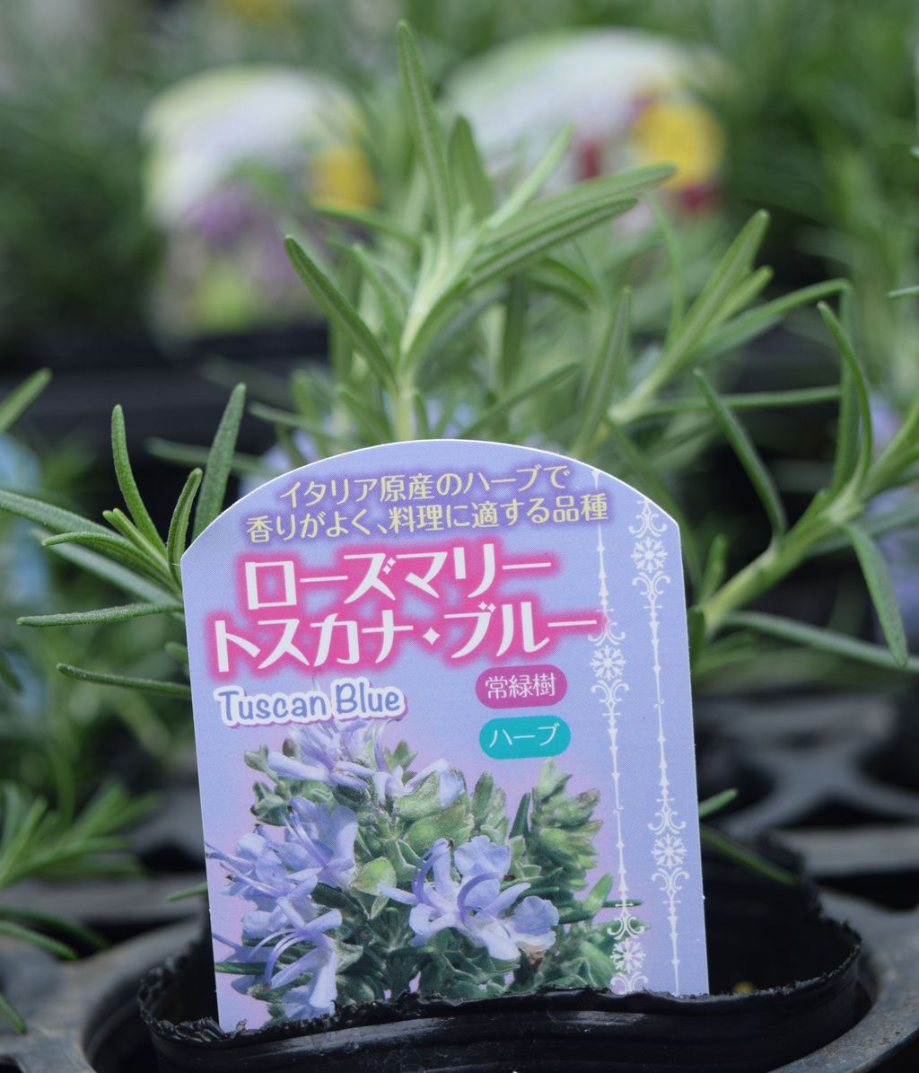 ローズマリーも色々 フラワーガーデン花音